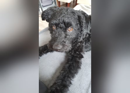 Puli, Puli-Mix für Agility und Sport