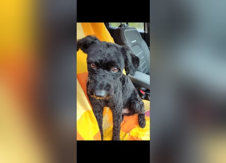 Puli, Puli-Mix für Agility und Sport