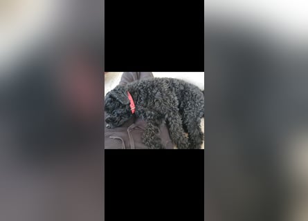 Puli, Puli-Mix für Agility und Sport