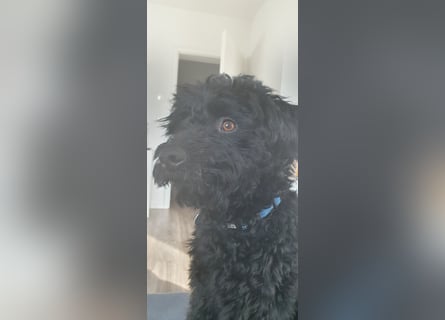 Puli, Puli-Mix für Agility und Sport