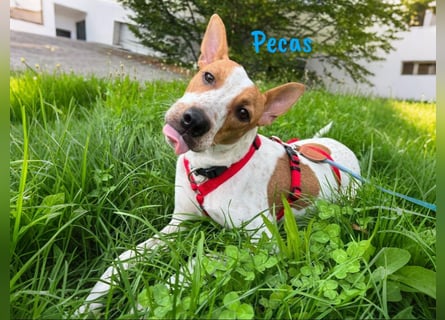 Pecas geb. 05/2022 (in Deutschland) - frech, klug und bereit fürs Abenteuer!