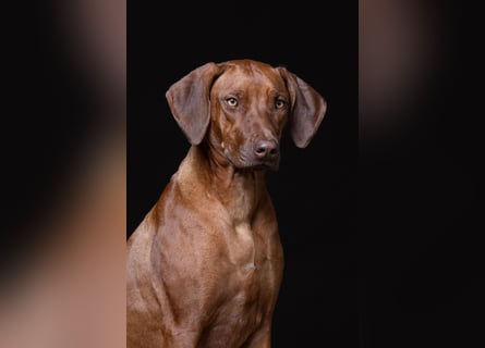 Wurfplanung Frühjahr 26