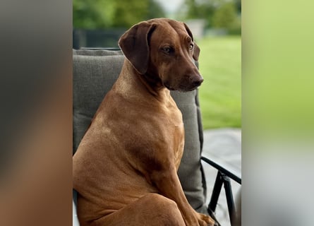 Wurfplanung Frühjahr 26