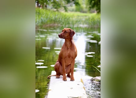 Wurfplanung Frühjahr 26