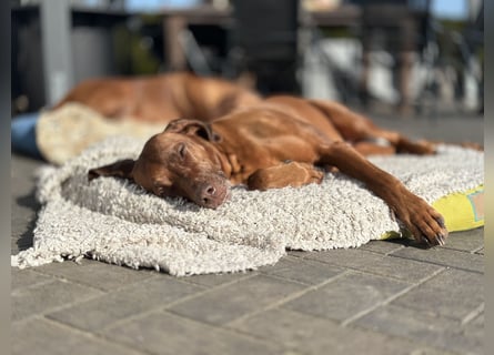 Wurfplanung Frühjahr 26