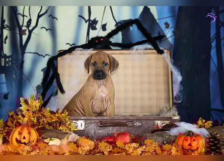 Rhani Rhodesian Ridgeback Hündin