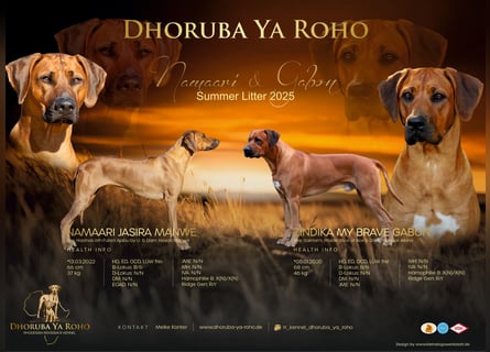 Rhani Rhodesian Ridgeback Hündin
