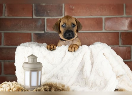 Rhani Rhodesian Ridgeback Hündin