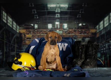 Rhani Rhodesian Ridgeback Hündin