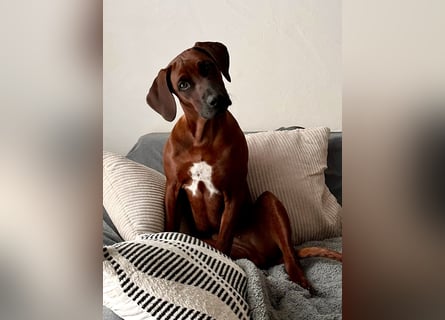 Rhodesian Ridgeback Dark Wheaten