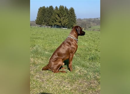 Rhodesian Ridgeback Dark Wheaten