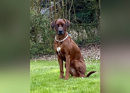Rhodesian Ridgeback Dark Wheaten