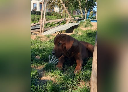 Szczeniaki  Rhodesian Ridgeback/ Pies/Suka Rhodesian Ridgeback/ welpen rhodesian