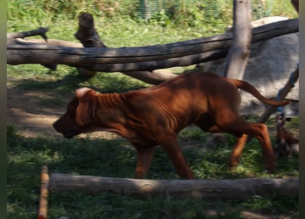 Szczeniaki  Rhodesian Ridgeback/ Pies/Suka Rhodesian Ridgeback/ welpen rhodesian