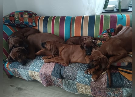 Rhodesian Ridgeback t