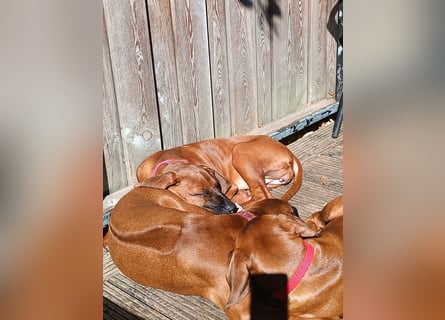 Rhodesian Ridgeback t