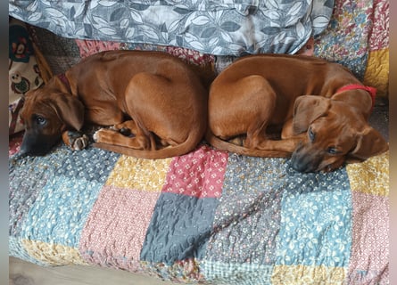 Rhodesian Ridgeback t