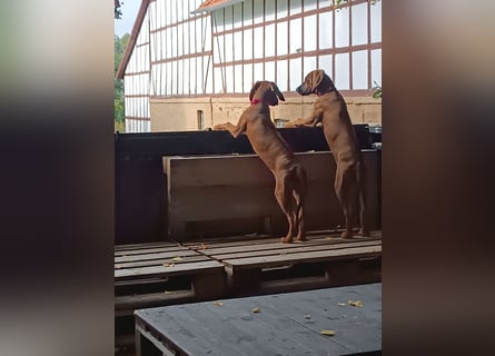 Rhodesian Ridgeback t