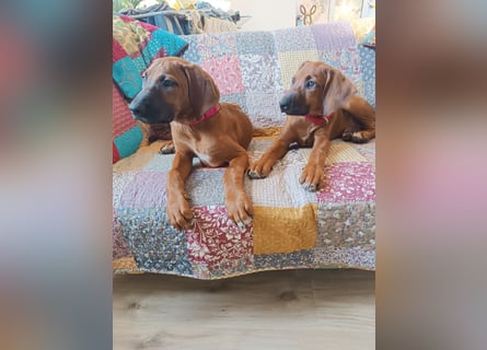 Rhodesian Ridgeback t