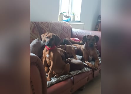 Rhodesian Ridgeback t