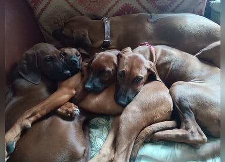 Rhodesian Ridgeback t