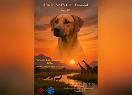  Rhodesian Ridgback African SAI`S Clan Dimond Litter