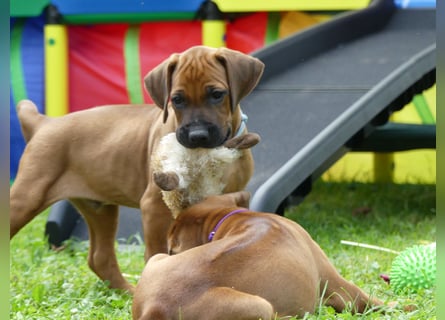  Rhodesian Ridgback African SAI`S Clan Dimond Litter