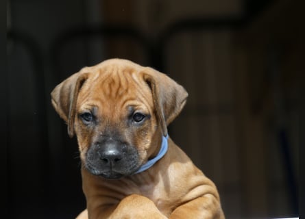  Rhodesian Ridgback African SAI`S Clan Dimond Litter