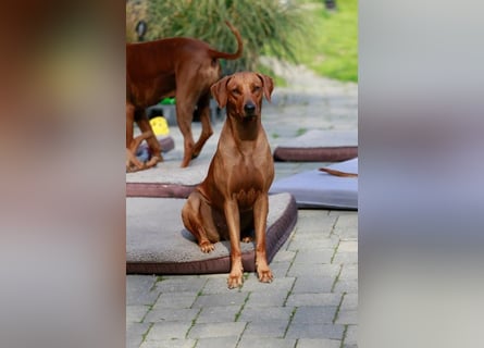 Rhodesian Ridgeback Welpen für Februar 2027