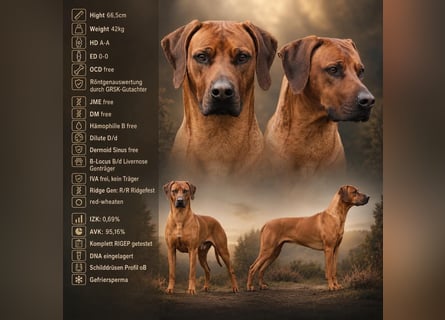 Rhodesian Ridgeback Welpen für Februar 2027