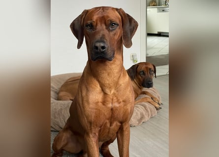 Rhodesian Ridgeback Welpen für Februar 2027