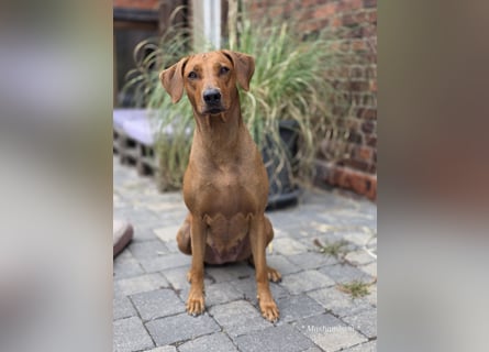 Rhodesian Ridgeback Welpen für Februar 2027