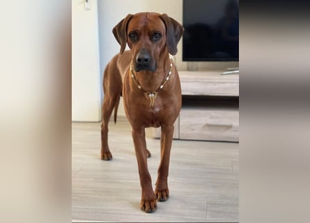 Rhodesian Ridgeback Welpen für Februar 2027