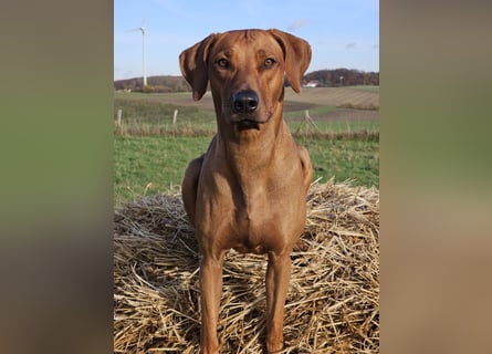 Rhodesian Ridgeback Welpen für Februar 2027