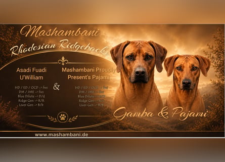 Rhodesian Ridgeback Welpen für Februar 2027