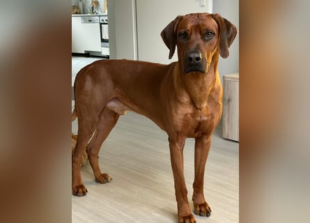 Rhodesian Ridgeback Welpen für Februar 2027