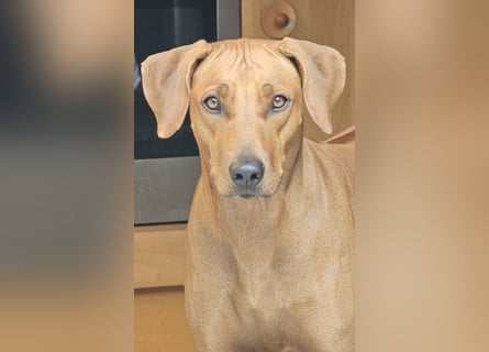 Rhodesian Ridgeback Welpen für Februar 2027