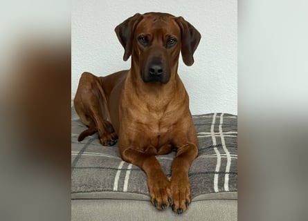 Rhodesian Ridgeback Welpen für Februar 2027