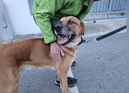 Billy - ein Leben auf der Terrasse