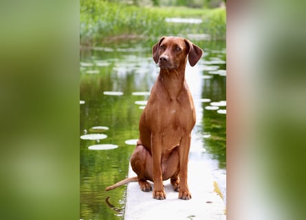 Wurfplanung Frühjahr 26