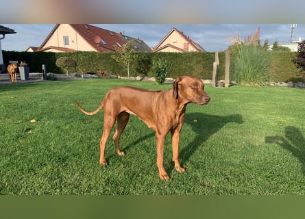 Wurfplanung Frühjahr 26