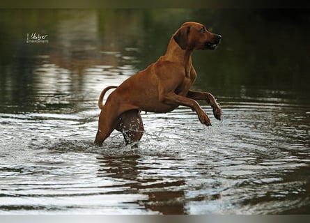 Rhodesian Ridgeback Welpen