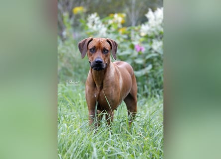 Rhodesian Ridgeback Welpen