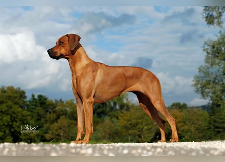 Rhodesian Ridgeback Welpen