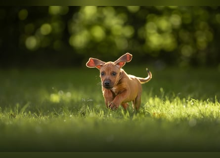 Rhodesian Ridgeback Welpen mit FCI-Ahnentafel