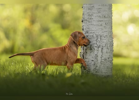 Rhodesian Ridgeback Welpen mit FCI-Ahnentafel