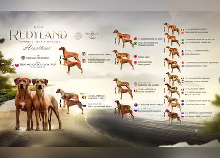 Rhodesian Ridgeback Welpen mit FCI-Ahnentafel