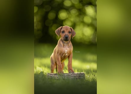 Rhodesian Ridgeback Welpen mit FCI-Ahnentafel