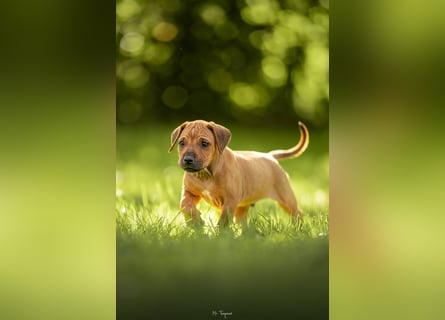 Rhodesian Ridgeback Welpen mit FCI-Ahnentafel