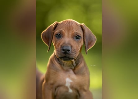 Rhodesian Ridgeback Welpen mit FCI-Ahnentafel